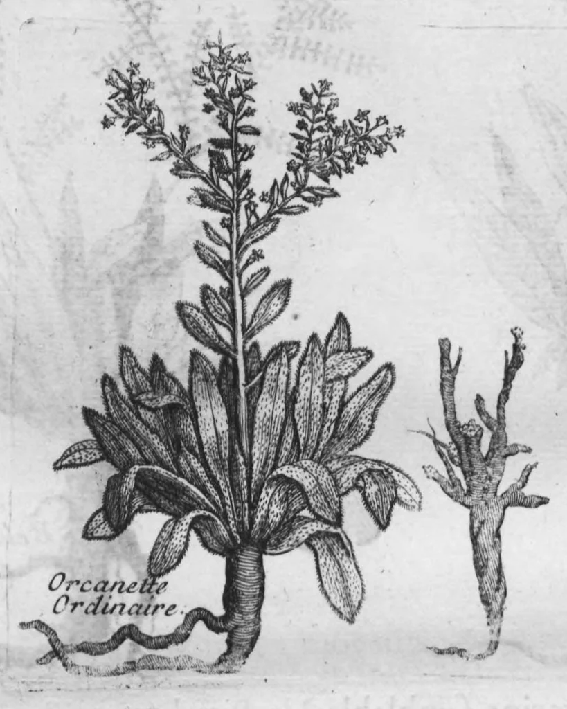 An illustration from Histoire générale des drogues, traitant des plantes, des animaux, & des mineraux ; ouvrage enrichy de plus de quatre cent figures en taille-douce tirées d'aprés nature ; avec un discours qui explique leurs differens noms, les pays d'où elles viennent, la maniere de connoître les veritables d'avec les falsifiées, & leurs proprietez, où l'on découvre l'erreur des anciens & des modernes..., 1694, leaf 99