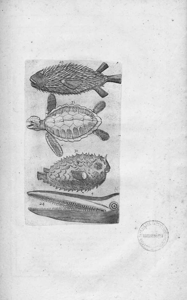 An illustration from Oeuvres de Jacques et Paul Contant pere et fils maistres apoticaires de la ville de Poictiers, 1628, leaf 484