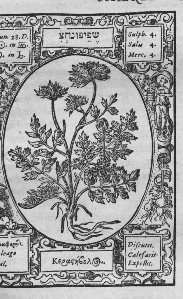 An illustration from Historia, sive descriptio plantarum omnium, tam domesticarum quam exoticarum ..., 1578, leaf 112