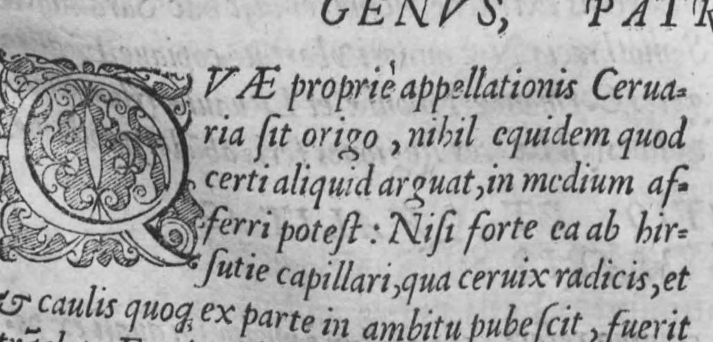An illustration from Historia, sive descriptio plantarum omnium, tam domesticarum quam exoticarum ..., 1578, leaf 126