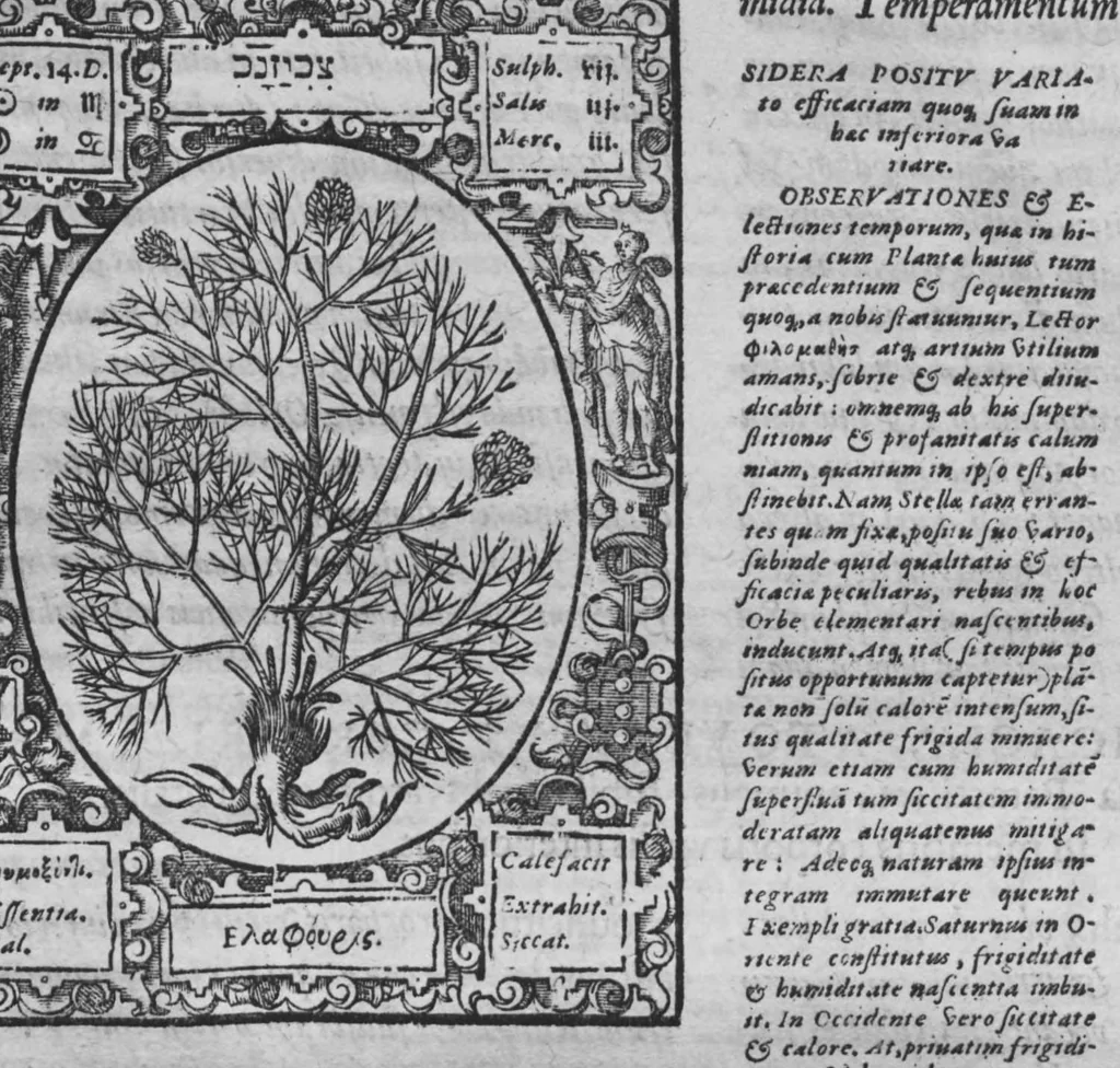 An illustration from Historia, sive descriptio plantarum omnium, tam domesticarum quam exoticarum ..., 1578, leaf 128