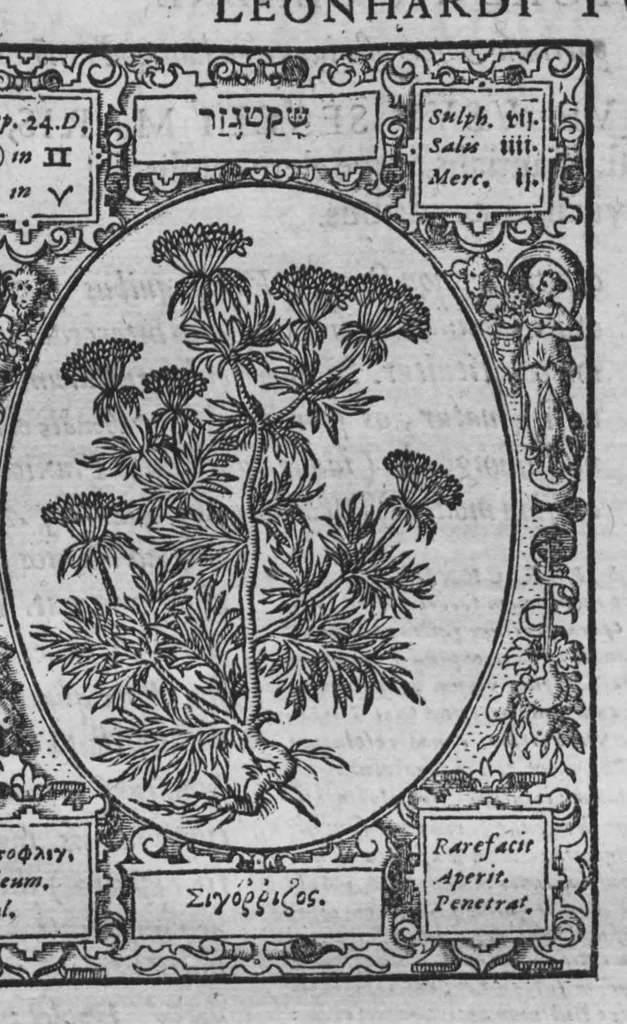 An illustration from Historia, sive descriptio plantarum omnium, tam domesticarum quam exoticarum ..., 1578, leaf 142