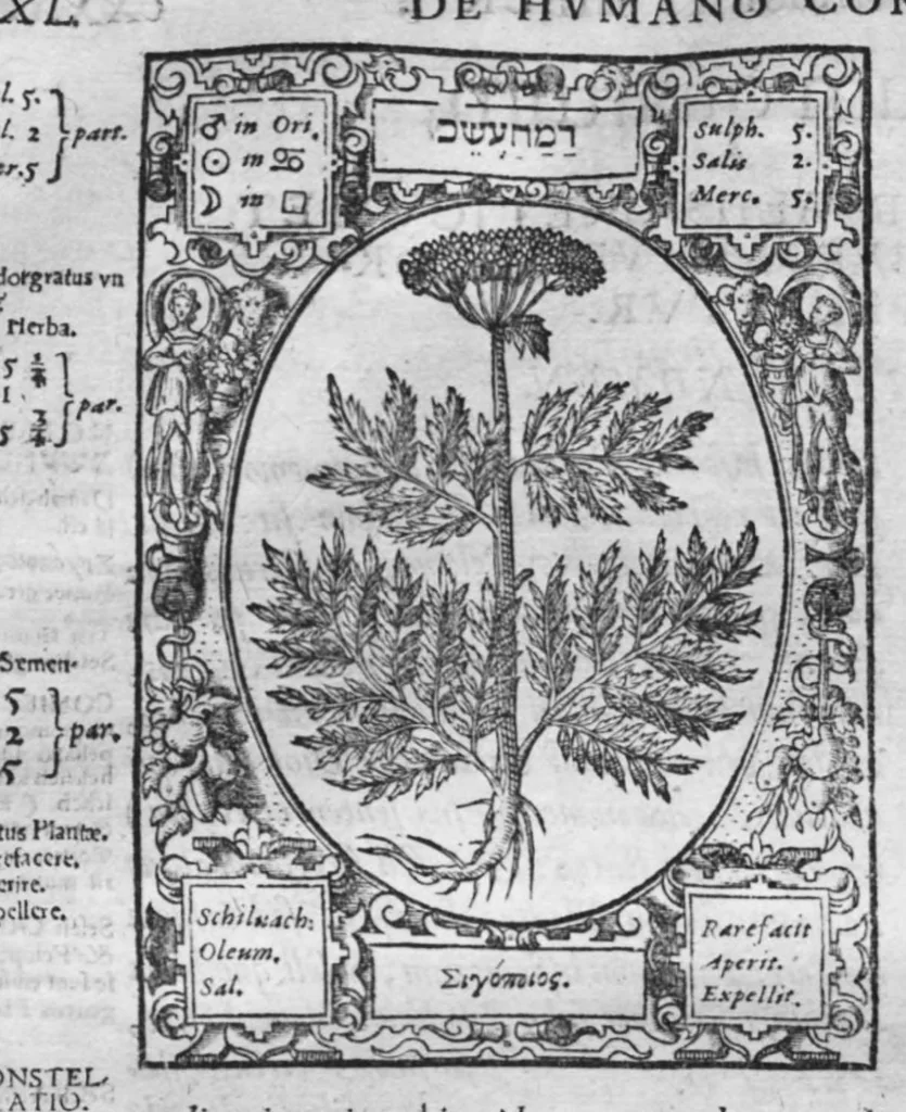 An illustration from Historia, sive descriptio plantarum omnium, tam domesticarum quam exoticarum ..., 1578, leaf 151