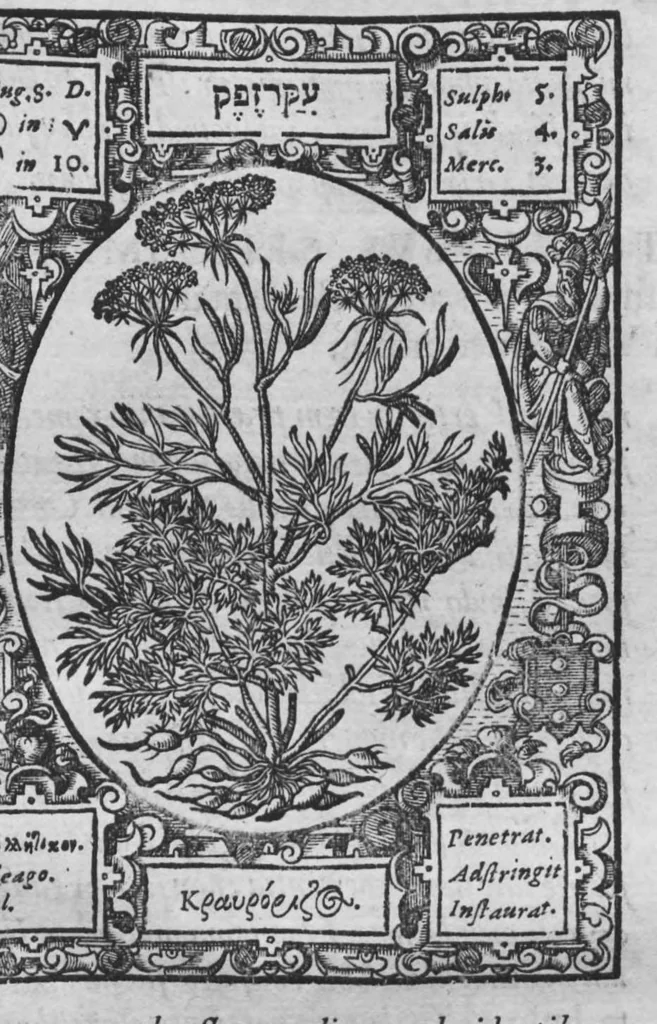 An illustration from Historia, sive descriptio plantarum omnium, tam domesticarum quam exoticarum ..., 1578, leaf 156