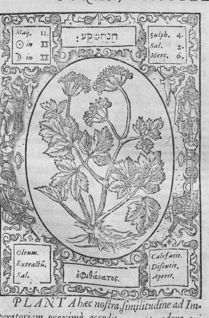An illustration from Historia, sive descriptio plantarum omnium, tam domesticarum quam exoticarum ..., 1578, leaf 26