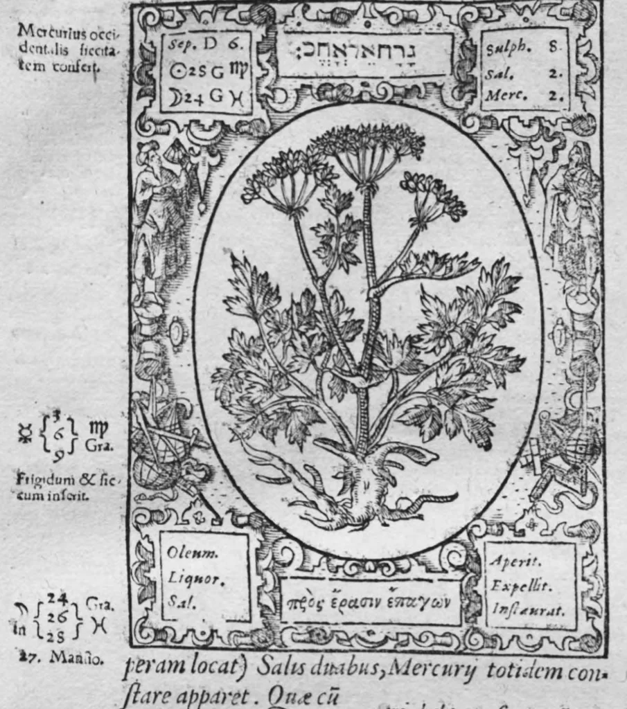 An illustration from Historia, sive descriptio plantarum omnium, tam domesticarum quam exoticarum ..., 1578, leaf 39