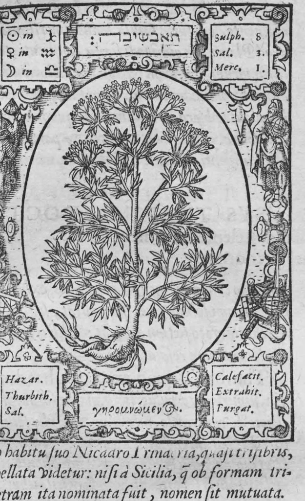 An illustration from Historia, sive descriptio plantarum omnium, tam domesticarum quam exoticarum ..., 1578, leaf 46