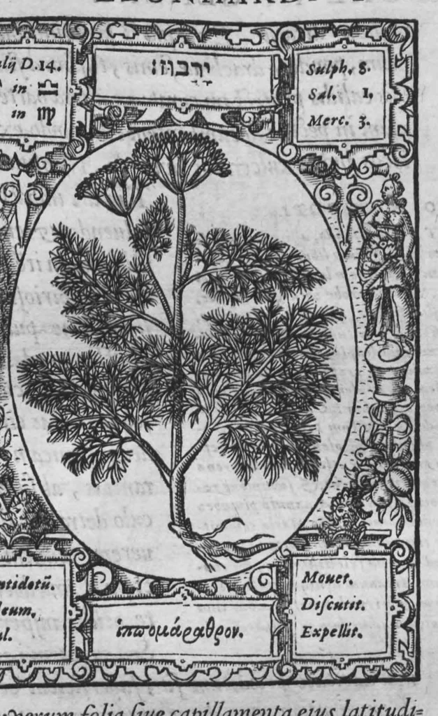 An illustration from Historia, sive descriptio plantarum omnium, tam domesticarum quam exoticarum ..., 1578, leaf 78
