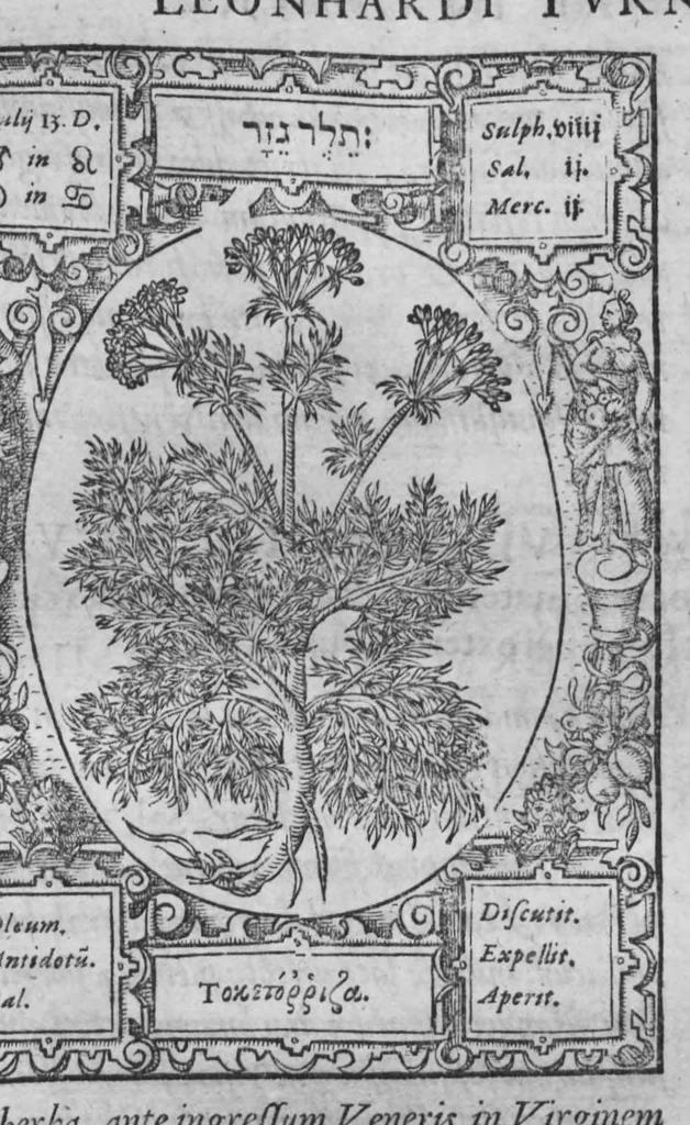 An illustration from Historia, sive descriptio plantarum omnium, tam domesticarum quam exoticarum ..., 1578, leaf 82