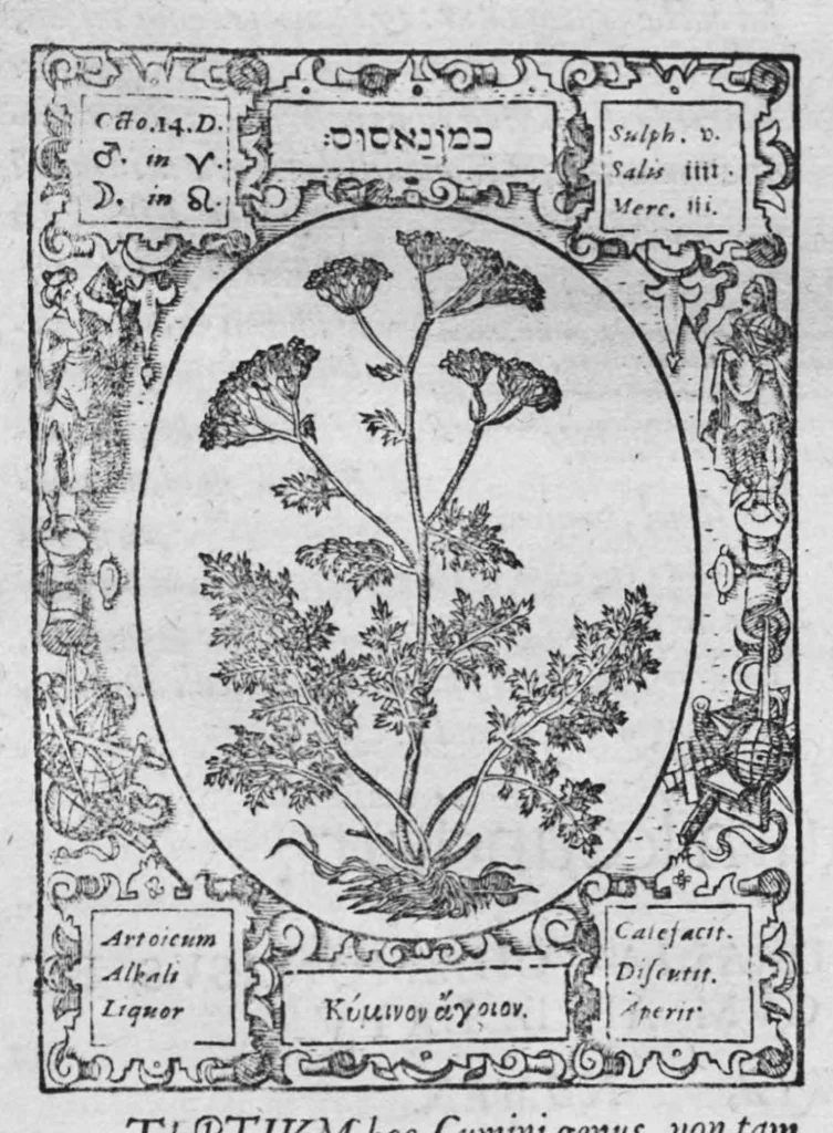 An illustration from Historia, sive descriptio plantarum omnium, tam domesticarum quam exoticarum ..., 1578, leaf 95