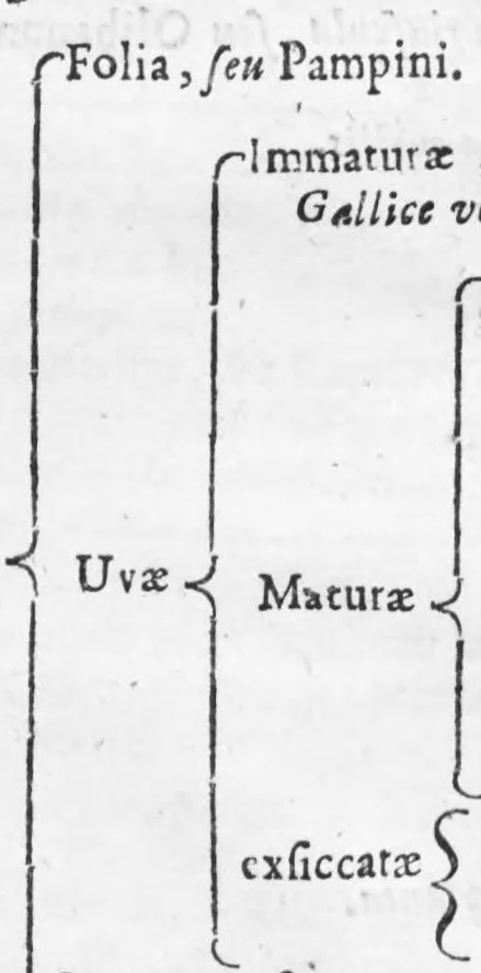 An illustration from Collectanea pharmaceutica seu apparatus ad novam pharmacopoeam, 1695, leaf 34