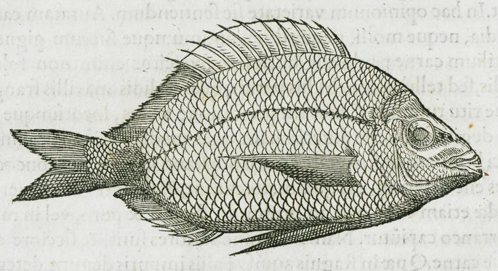 An illustration from Libri de piscibus marinis, in quibus verae piscium effigies expressae sunt. Quæ in ntota piscium historia contineantur, indicat elenchus pagina nona et decima. Postremo accesserunt indices necessarii. Gulielmi Rondeletti, Doctoris medici et medicinae in schola monspeliensi professoris regii., 1554, leaf 138