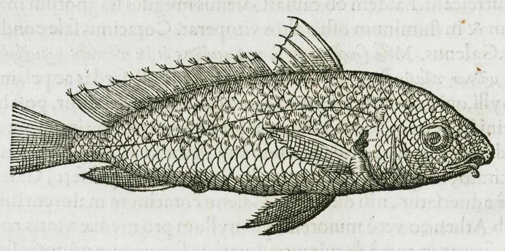 An illustration from Libri de piscibus marinis, in quibus verae piscium effigies expressae sunt. Quæ in ntota piscium historia contineantur, indicat elenchus pagina nona et decima. Postremo accesserunt indices necessarii. Gulielmi Rondeletti, Doctoris medici et medicinae in schola monspeliensi professoris regii., 1554, leaf 152