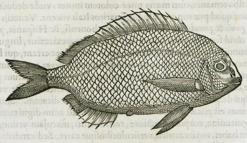 An illustration from Libri de piscibus marinis, in quibus verae piscium effigies expressae sunt. Quæ in ntota piscium historia contineantur, indicat elenchus pagina nona et decima. Postremo accesserunt indices necessarii. Gulielmi Rondeletti, Doctoris medici et medicinae in schola monspeliensi professoris regii., 1554, leaf 162
