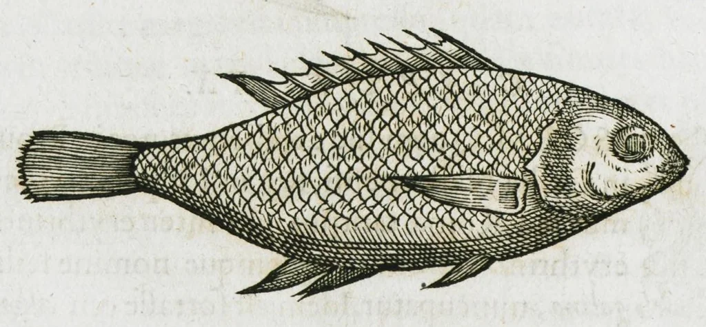 An illustration from Libri de piscibus marinis, in quibus verae piscium effigies expressae sunt. Quæ in ntota piscium historia contineantur, indicat elenchus pagina nona et decima. Postremo accesserunt indices necessarii. Gulielmi Rondeletti, Doctoris medici et medicinae in schola monspeliensi professoris regii., 1554, leaf 172