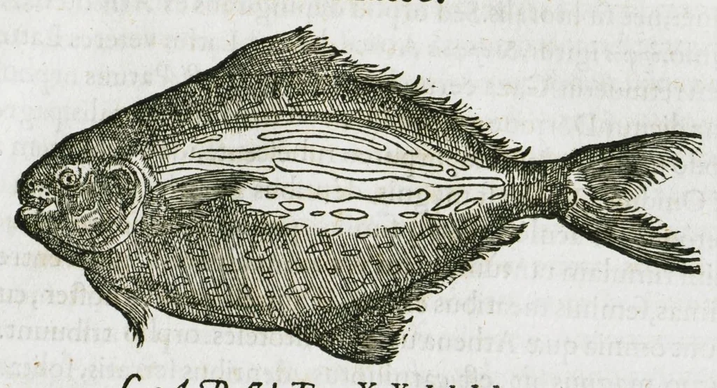 An illustration from Libri de piscibus marinis, in quibus verae piscium effigies expressae sunt. Quæ in ntota piscium historia contineantur, indicat elenchus pagina nona et decima. Postremo accesserunt indices necessarii. Gulielmi Rondeletti, Doctoris medici et medicinae in schola monspeliensi professoris regii., 1554, leaf 177