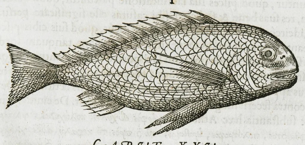 An illustration from Libri de piscibus marinis, in quibus verae piscium effigies expressae sunt. Quæ in ntota piscium historia contineantur, indicat elenchus pagina nona et decima. Postremo accesserunt indices necessarii. Gulielmi Rondeletti, Doctoris medici et medicinae in schola monspeliensi professoris regii., 1554, leaf 177