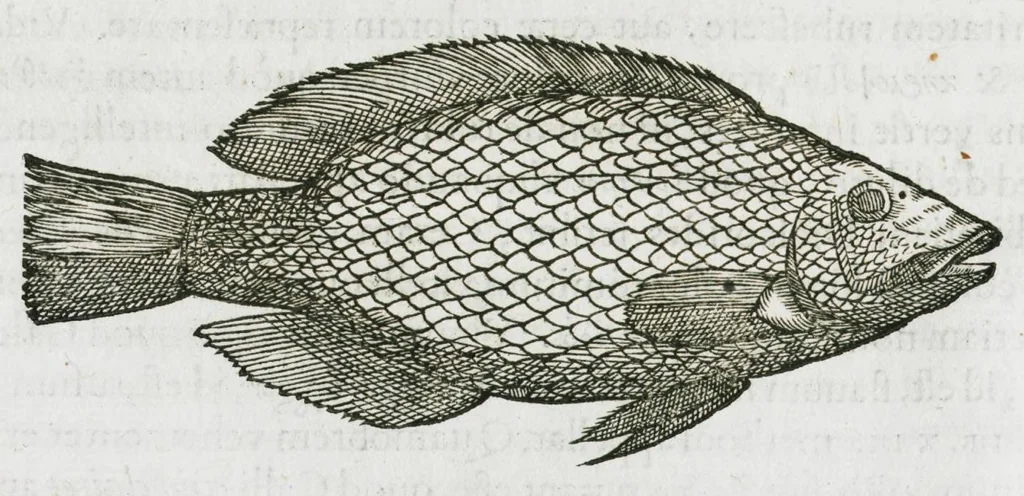 An illustration from Libri de piscibus marinis, in quibus verae piscium effigies expressae sunt. Quæ in ntota piscium historia contineantur, indicat elenchus pagina nona et decima. Postremo accesserunt indices necessarii. Gulielmi Rondeletti, Doctoris medici et medicinae in schola monspeliensi professoris regii., 1554, leaf 192