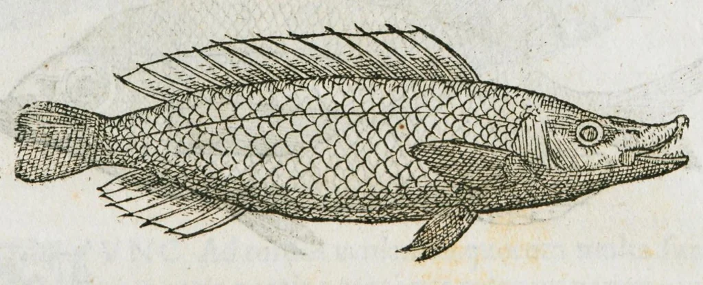 An illustration from Libri de piscibus marinis, in quibus verae piscium effigies expressae sunt. Quæ in ntota piscium historia contineantur, indicat elenchus pagina nona et decima. Postremo accesserunt indices necessarii. Gulielmi Rondeletti, Doctoris medici et medicinae in schola monspeliensi professoris regii., 1554, leaf 196