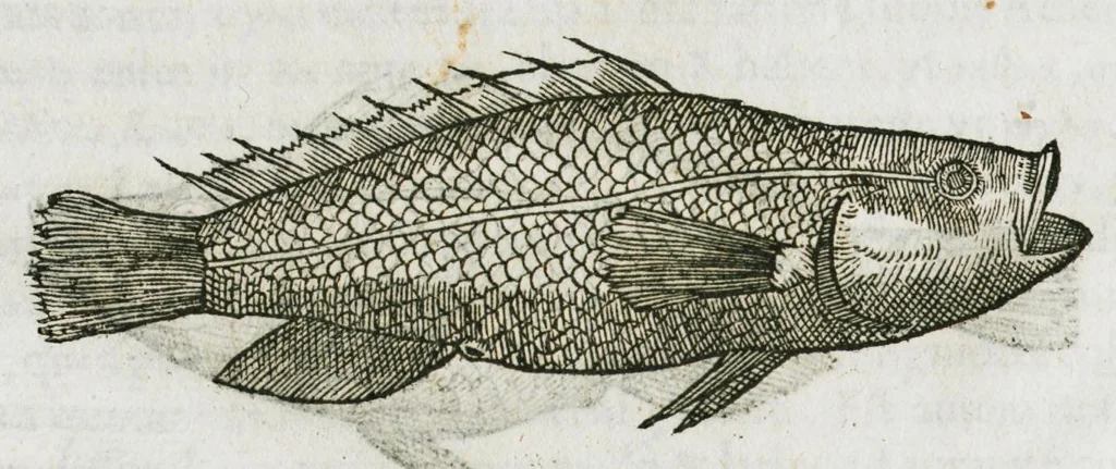 An illustration from Libri de piscibus marinis, in quibus verae piscium effigies expressae sunt. Quæ in ntota piscium historia contineantur, indicat elenchus pagina nona et decima. Postremo accesserunt indices necessarii. Gulielmi Rondeletti, Doctoris medici et medicinae in schola monspeliensi professoris regii., 1554, leaf 196