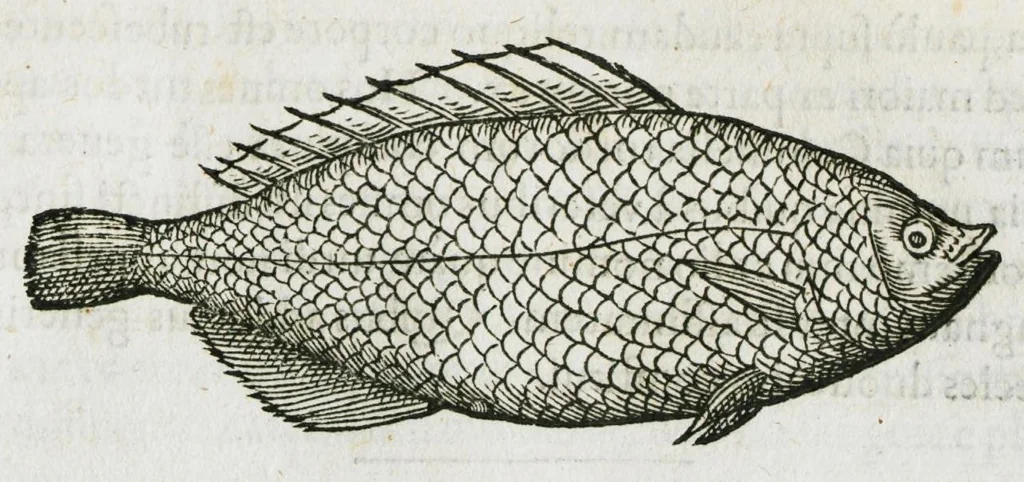 An illustration from Libri de piscibus marinis, in quibus verae piscium effigies expressae sunt. Quæ in ntota piscium historia contineantur, indicat elenchus pagina nona et decima. Postremo accesserunt indices necessarii. Gulielmi Rondeletti, Doctoris medici et medicinae in schola monspeliensi professoris regii., 1554, leaf 199