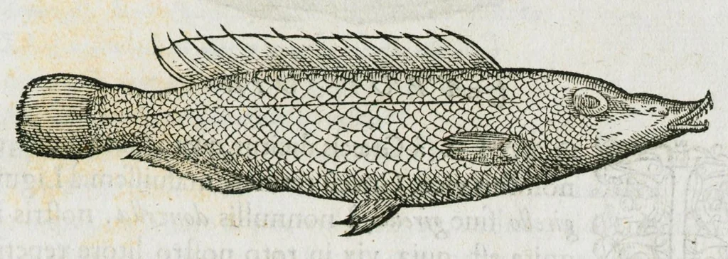 An illustration from Libri de piscibus marinis, in quibus verae piscium effigies expressae sunt. Quæ in ntota piscium historia contineantur, indicat elenchus pagina nona et decima. Postremo accesserunt indices necessarii. Gulielmi Rondeletti, Doctoris medici et medicinae in schola monspeliensi professoris regii., 1554, leaf 199