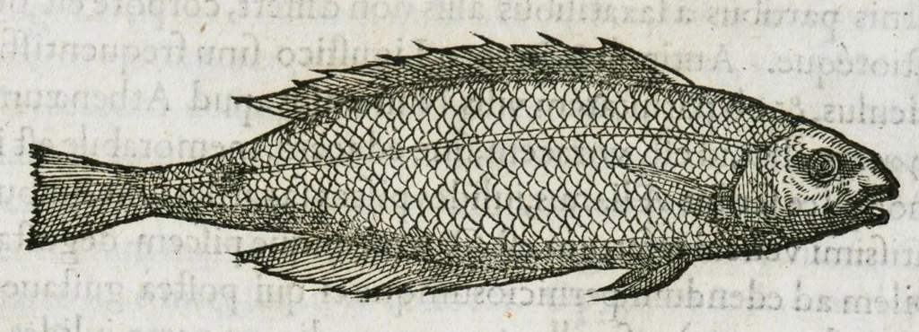 An illustration from Libri de piscibus marinis, in quibus verae piscium effigies expressae sunt. Quæ in ntota piscium historia contineantur, indicat elenchus pagina nona et decima. Postremo accesserunt indices necessarii. Gulielmi Rondeletti, Doctoris medici et medicinae in schola monspeliensi professoris regii., 1554, leaf 199