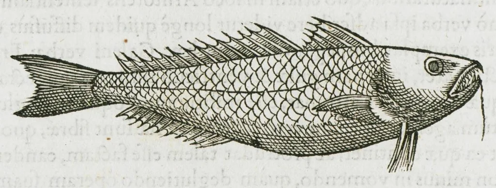 An illustration from Libri de piscibus marinis, in quibus verae piscium effigies expressae sunt. Quæ in ntota piscium historia contineantur, indicat elenchus pagina nona et decima. Postremo accesserunt indices necessarii. Gulielmi Rondeletti, Doctoris medici et medicinae in schola monspeliensi professoris regii., 1554, leaf 206