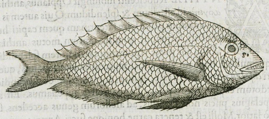 An illustration from Libri de piscibus marinis, in quibus verae piscium effigies expressae sunt. Quæ in ntota piscium historia contineantur, indicat elenchus pagina nona et decima. Postremo accesserunt indices necessarii. Gulielmi Rondeletti, Doctoris medici et medicinae in schola monspeliensi professoris regii., 1554, leaf 212