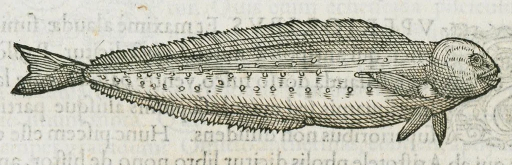 An illustration from Libri de piscibus marinis, in quibus verae piscium effigies expressae sunt. Quæ in ntota piscium historia contineantur, indicat elenchus pagina nona et decima. Postremo accesserunt indices necessarii. Gulielmi Rondeletti, Doctoris medici et medicinae in schola monspeliensi professoris regii., 1554, leaf 225