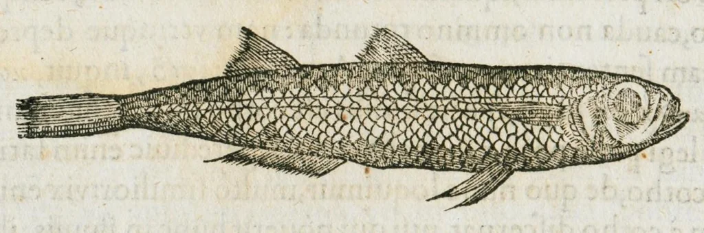 An illustration from Libri de piscibus marinis, in quibus verae piscium effigies expressae sunt. Quæ in ntota piscium historia contineantur, indicat elenchus pagina nona et decima. Postremo accesserunt indices necessarii. Gulielmi Rondeletti, Doctoris medici et medicinae in schola monspeliensi professoris regii., 1554, leaf 236