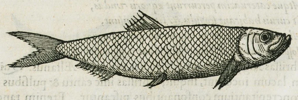 An illustration from Libri de piscibus marinis, in quibus verae piscium effigies expressae sunt. Quæ in ntota piscium historia contineantur, indicat elenchus pagina nona et decima. Postremo accesserunt indices necessarii. Gulielmi Rondeletti, Doctoris medici et medicinae in schola monspeliensi professoris regii., 1554, leaf 242