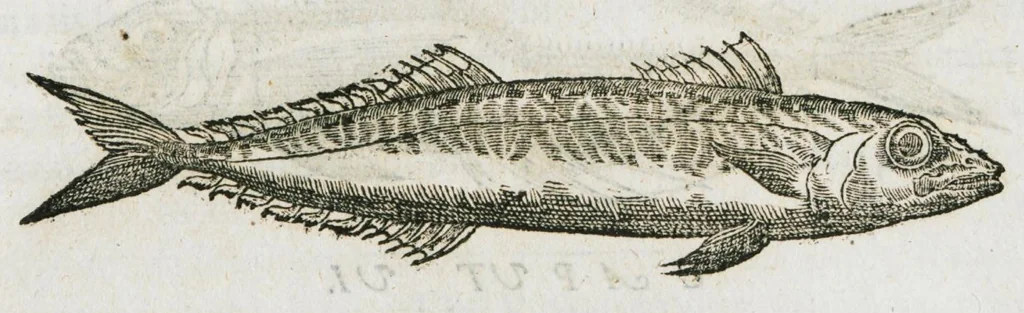 An illustration from Libri de piscibus marinis, in quibus verae piscium effigies expressae sunt. Quæ in ntota piscium historia contineantur, indicat elenchus pagina nona et decima. Postremo accesserunt indices necessarii. Gulielmi Rondeletti, Doctoris medici et medicinae in schola monspeliensi professoris regii., 1554, leaf 254