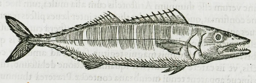 An illustration from Libri de piscibus marinis, in quibus verae piscium effigies expressae sunt. Quæ in ntota piscium historia contineantur, indicat elenchus pagina nona et decima. Postremo accesserunt indices necessarii. Gulielmi Rondeletti, Doctoris medici et medicinae in schola monspeliensi professoris regii., 1554, leaf 265