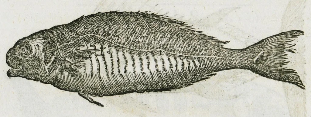 An illustration from Libri de piscibus marinis, in quibus verae piscium effigies expressae sunt. Quæ in ntota piscium historia contineantur, indicat elenchus pagina nona et decima. Postremo accesserunt indices necessarii. Gulielmi Rondeletti, Doctoris medici et medicinae in schola monspeliensi professoris regii., 1554, leaf 270