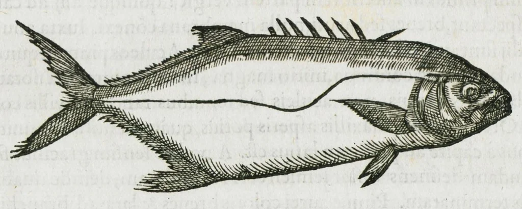 An illustration from Libri de piscibus marinis, in quibus verae piscium effigies expressae sunt. Quæ in ntota piscium historia contineantur, indicat elenchus pagina nona et decima. Postremo accesserunt indices necessarii. Gulielmi Rondeletti, Doctoris medici et medicinae in schola monspeliensi professoris regii., 1554, leaf 274
