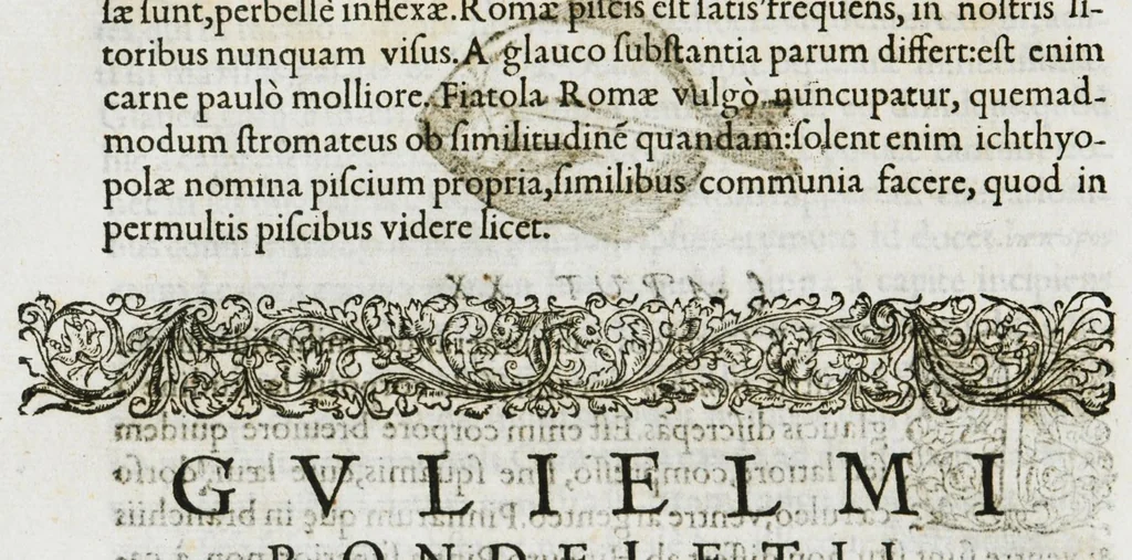 An illustration from Libri de piscibus marinis, in quibus verae piscium effigies expressae sunt. Quæ in ntota piscium historia contineantur, indicat elenchus pagina nona et decima. Postremo accesserunt indices necessarii. Gulielmi Rondeletti, Doctoris medici et medicinae in schola monspeliensi professoris regii., 1554, leaf 278