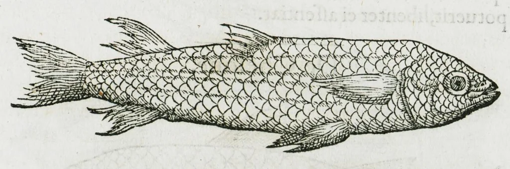 An illustration from Libri de piscibus marinis, in quibus verae piscium effigies expressae sunt. Quæ in ntota piscium historia contineantur, indicat elenchus pagina nona et decima. Postremo accesserunt indices necessarii. Gulielmi Rondeletti, Doctoris medici et medicinae in schola monspeliensi professoris regii., 1554, leaf 285