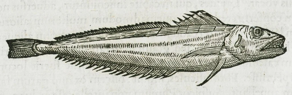 An illustration from Libri de piscibus marinis, in quibus verae piscium effigies expressae sunt. Quæ in ntota piscium historia contineantur, indicat elenchus pagina nona et decima. Postremo accesserunt indices necessarii. Gulielmi Rondeletti, Doctoris medici et medicinae in schola monspeliensi professoris regii., 1554, leaf 292