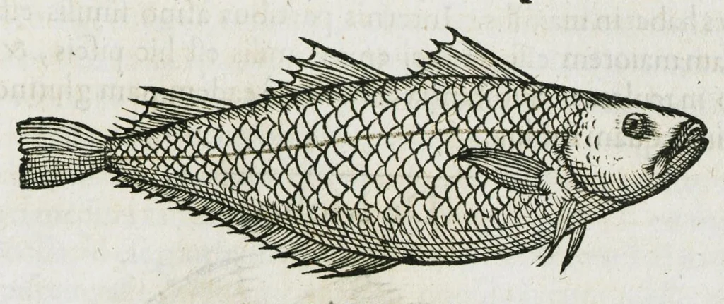 An illustration from Libri de piscibus marinis, in quibus verae piscium effigies expressae sunt. Quæ in ntota piscium historia contineantur, indicat elenchus pagina nona et decima. Postremo accesserunt indices necessarii. Gulielmi Rondeletti, Doctoris medici et medicinae in schola monspeliensi professoris regii., 1554, leaf 299