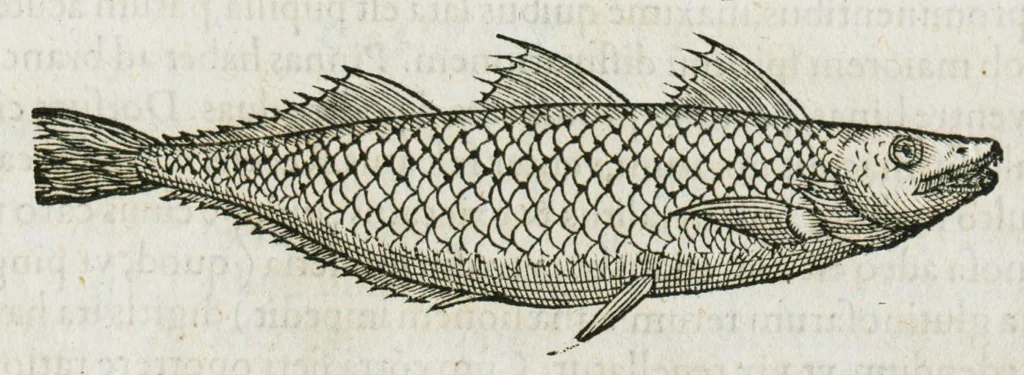 An illustration from Libri de piscibus marinis, in quibus verae piscium effigies expressae sunt. Quæ in ntota piscium historia contineantur, indicat elenchus pagina nona et decima. Postremo accesserunt indices necessarii. Gulielmi Rondeletti, Doctoris medici et medicinae in schola monspeliensi professoris regii., 1554, leaf 299