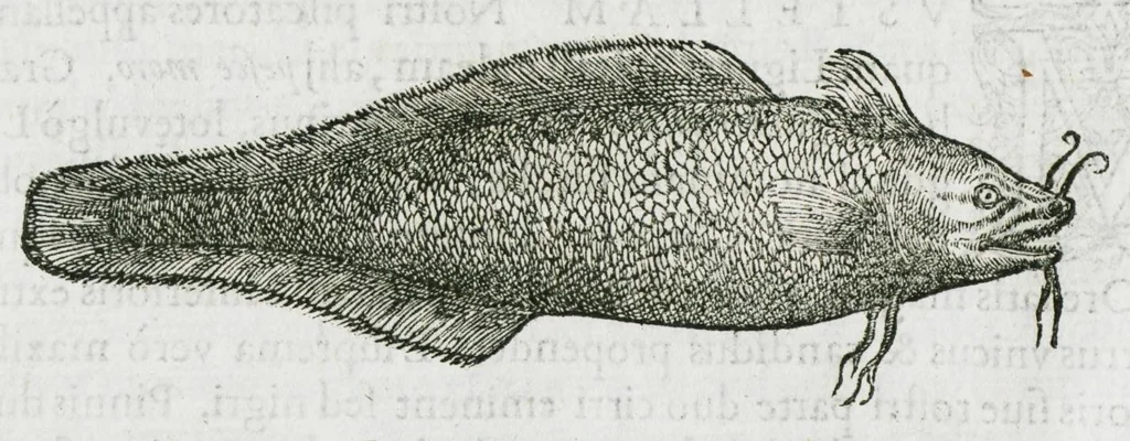 An illustration from Libri de piscibus marinis, in quibus verae piscium effigies expressae sunt. Quæ in ntota piscium historia contineantur, indicat elenchus pagina nona et decima. Postremo accesserunt indices necessarii. Gulielmi Rondeletti, Doctoris medici et medicinae in schola monspeliensi professoris regii., 1554, leaf 302
