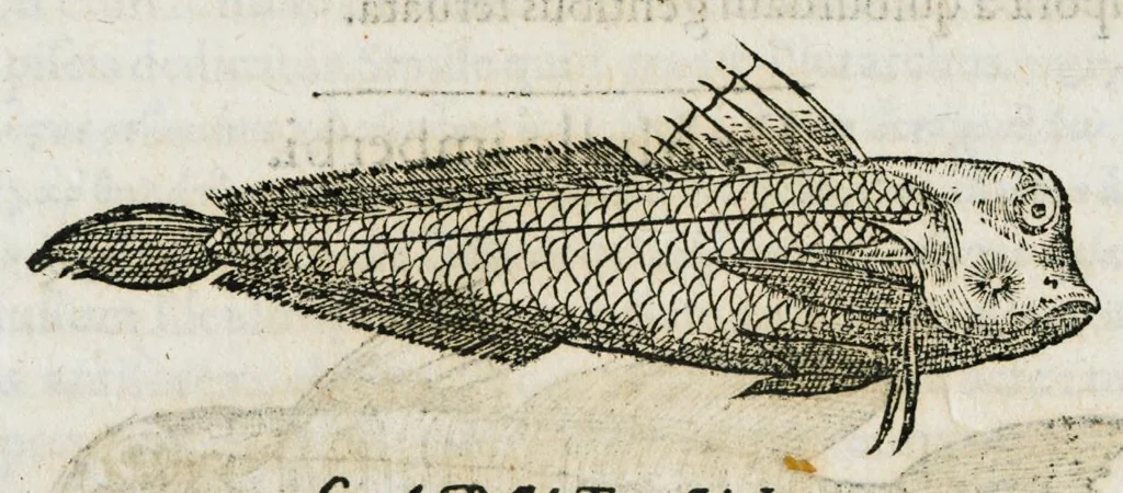 An illustration from Libri de piscibus marinis, in quibus verae piscium effigies expressae sunt. Quæ in ntota piscium historia contineantur, indicat elenchus pagina nona et decima. Postremo accesserunt indices necessarii. Gulielmi Rondeletti, Doctoris medici et medicinae in schola monspeliensi professoris regii., 1554, leaf 316