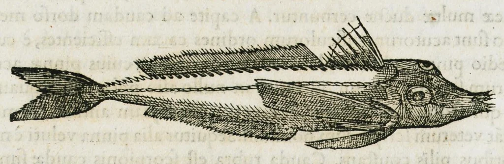 An illustration from Libri de piscibus marinis, in quibus verae piscium effigies expressae sunt. Quæ in ntota piscium historia contineantur, indicat elenchus pagina nona et decima. Postremo accesserunt indices necessarii. Gulielmi Rondeletti, Doctoris medici et medicinae in schola monspeliensi professoris regii., 1554, leaf 316