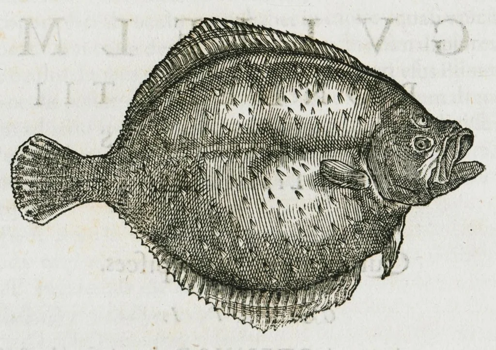An illustration from Libri de piscibus marinis, in quibus verae piscium effigies expressae sunt. Quæ in ntota piscium historia contineantur, indicat elenchus pagina nona et decima. Postremo accesserunt indices necessarii. Gulielmi Rondeletti, Doctoris medici et medicinae in schola monspeliensi professoris regii., 1554, leaf 330