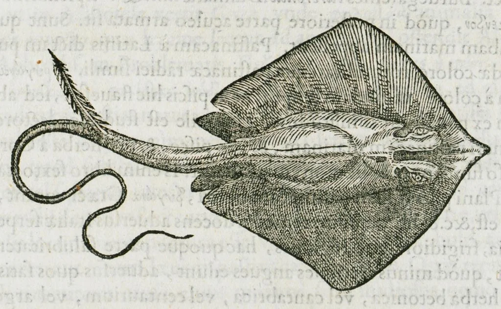 An illustration from Libri de piscibus marinis, in quibus verae piscium effigies expressae sunt. Quæ in ntota piscium historia contineantur, indicat elenchus pagina nona et decima. Postremo accesserunt indices necessarii. Gulielmi Rondeletti, Doctoris medici et medicinae in schola monspeliensi professoris regii., 1554, leaf 351