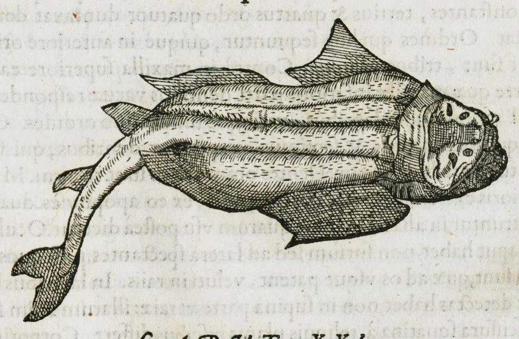 An illustration from Libri de piscibus marinis, in quibus verae piscium effigies expressae sunt. Quæ in ntota piscium historia contineantur, indicat elenchus pagina nona et decima. Postremo accesserunt indices necessarii. Gulielmi Rondeletti, Doctoris medici et medicinae in schola monspeliensi professoris regii., 1554, leaf 387