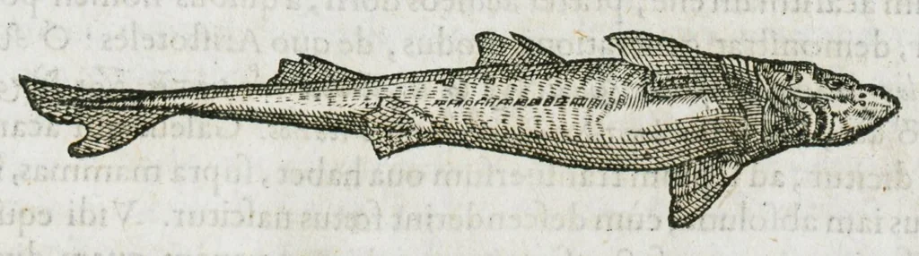 An illustration from Libri de piscibus marinis, in quibus verae piscium effigies expressae sunt. Quæ in ntota piscium historia contineantur, indicat elenchus pagina nona et decima. Postremo accesserunt indices necessarii. Gulielmi Rondeletti, Doctoris medici et medicinae in schola monspeliensi professoris regii., 1554, leaf 393
