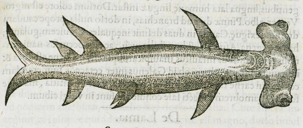 An illustration from Libri de piscibus marinis, in quibus verae piscium effigies expressae sunt. Quæ in ntota piscium historia contineantur, indicat elenchus pagina nona et decima. Postremo accesserunt indices necessarii. Gulielmi Rondeletti, Doctoris medici et medicinae in schola monspeliensi professoris regii., 1554, leaf 409