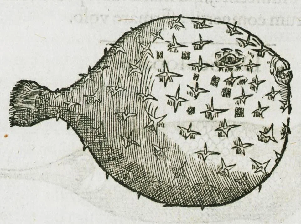 An illustration from Libri de piscibus marinis, in quibus verae piscium effigies expressae sunt. Quæ in ntota piscium historia contineantur, indicat elenchus pagina nona et decima. Postremo accesserunt indices necessarii. Gulielmi Rondeletti, Doctoris medici et medicinae in schola monspeliensi professoris regii., 1554, leaf 441